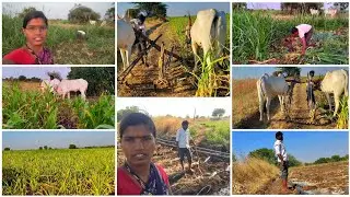 🏜️🤗ಜೋಳಕ್ಕೆ ಇವತ್ತು ಏಡಿ ಹೊಡಿಯಬೇಕು#dailyblog 