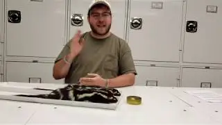 Meet the Species: Eastern Spotted Skunk