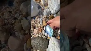 Giant Pearl Scallops vs. Freshwater Snails: Which Makes More Pearls?