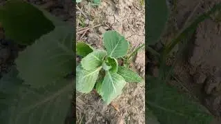 Cabbage 🥗#pattagobhi#bandgobhi#homegarden#shorts
