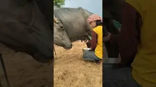 desi chora full moj kakareg buffalo 😎✔️milking #buffalo  #milking #dairyfarming #motivation