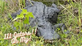 Biking Shark Valley and seeing 111 Alligators!!  | Everglades National Park