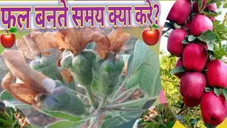 सेब का पौधा कितने दिनों में फल देता है?सेब में फल आते समय क्या सावधानी रखे? hotclimate applefruiting