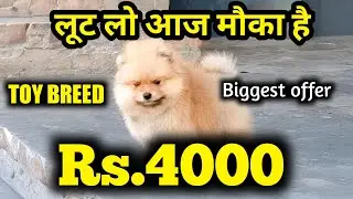 Rs.4000 में ले जाओ ये ब्रीड | Culture toy for sale | Culture pom puppy 