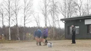 Mentaltest av hund