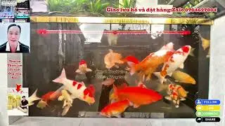 Hồ Cá Koi 3 Khối Đẹp - Thời Gian Bao Lâu Để Hệ Vi Sinh Hồ Cá Ổn Định .Hồ Của Anh Nhân.