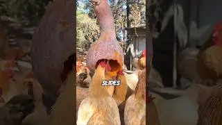 Have you ever seen chickens fed like this#knowledge #chicken #fed
