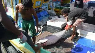 Fish Harbour in Sri Lanka | Fish market |Thalalla Fish Hurbour