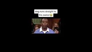 Lets Dog Find Its REAL Owner Inside Court | Emotional Dog Reunion with  owners