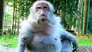 Poor Monkey Tima Is Too Old For Delivery, Very Pity Tima With Big Abdomen.
