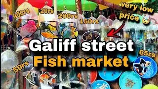 Galiff Street Fish Market | 📌All Fish Price Update Recent Video 📸| Exotic Guppy Fish, Gold Fish 🐠|