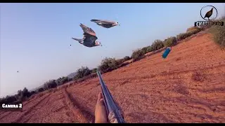 Chasse Tourterelles Des Bois 2020 HD