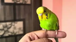 Our cute Budgie Puchku 🐥EP: 72