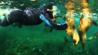Lobo Larsen Buceo - Puerto Madryn - Argentina
