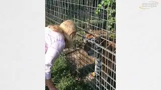 WHERE IN THE WORLD: Tiger Sanctuary Missouri