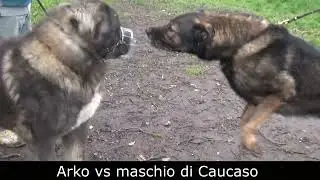 Aggredito dal Pastore Tedesco ARKO DI OROVAL VS ADDESTRATORE