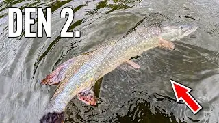 VELKÁ NÁSTRAHA ≠ VELKÁ RYBA? Přívlač a lov ryb celý týden v kuse!💯 [Den 2]