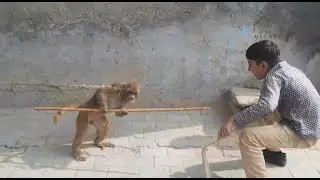 The Monkey show 9 |Bandar ka khail|