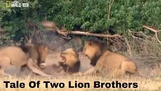 Tale of Two Lion Brothers in the African Wild - National Geographic