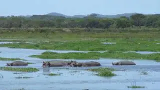 Hippo watching on board with Rae Safaris