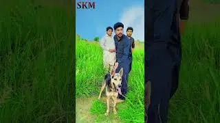#dog #dogs #hugedog #bigdog #doglovers #doglover #viral #strongdog