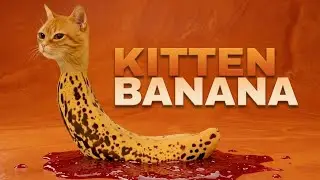 KITTEN BANANA (Chicken Banana Cat Parody)