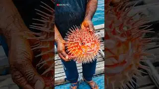 Puffer Fish Dangerous fact in Hindi #pufferfish #animals #fish #fishing #fishingvideo #wildlife