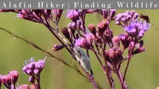 The Hal Scott Regional Preserve and Park