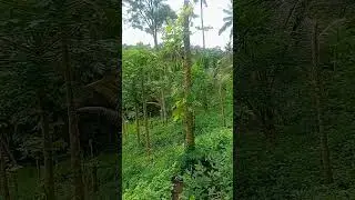18 januari 2026(corn plant n peanut plant) #relaxingmusic #bersyukur