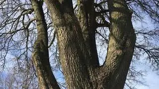 Field Maple - entire tree - February 2019