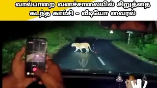 Leopard Crosses Road on Valparai Forest Route &ndash; Video Goes Viral