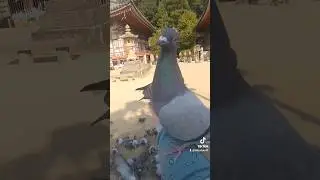 Bird Whisperer's Temple Walk 😃