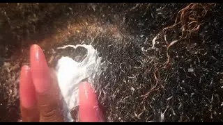 ASMR Real Person| Applying Moisturising Cream and Detangling 4c Hair