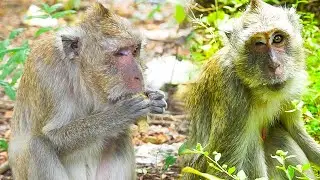 Mom vegas really hungry eating food lonely without baby vigo | He is hungry for yellow bananas