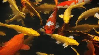 Koi Fish Rain Sound For Sleeping Or Relaxing (2022) 🕊️ #shorts #nature #koifish #birdsinging