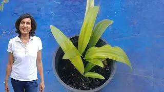 Propagating pineapple lily plant from leaves (with updates)