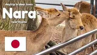 Deer Town | Nara Day Trip near Kyoto | JAPAN TRAVEL VLOG 🇯🇵