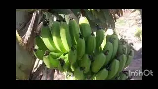 Plantio de bananeira #bananeira #fazenda #vidanaroça #sabiadocampo 