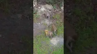 Rhesus monkeys up close at Silver Springs