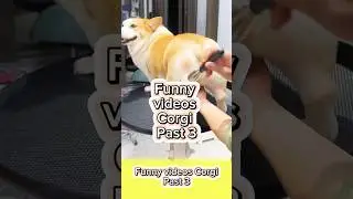 Funny videos Corgi | past 3 #dog #viral #pets #corgi #funny #dogshorts #animals #shorts