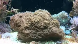 Fluffy Coral