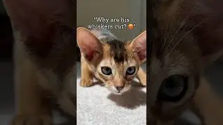 😱 We had no idea - mama cat chews off kittens&rsquo; whiskers to keep them close! Abyssinian cat #shorts