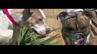 100% AM STAFF REEDUCATION / EDUCATION CANINE