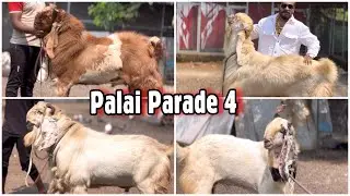 MD Goat Farm Palai Parade #4 | Big & Exclusive Goats