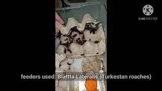 Poecilotheria Metallica (Pmet) and other species Feeding