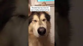 #dog Double tap my nose!!🐶 #dog #dogchallenge #fyp #fy #foryou #husky #germansh
