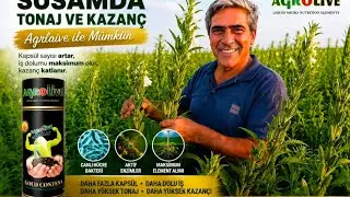 AGROLİVE İLE S&Uuml;PER SUSAMK&Uuml;NC&Uuml; TUTUMU