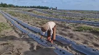 BOOST YOUR WATERMELON GROWTH: HAND-PLANTING SEEDS ON SANDY LAND - Agriculture Farming