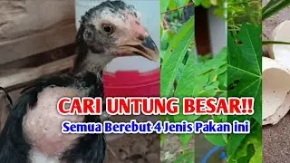 Ternak Ayam Kampung Untung Berlipat Dengan 4 Sumber Pakan Alternatif