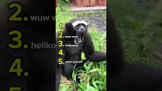 Top 5 Momen Monyet Kocak😱 #lucu #ngakak #monyet  #hiburan #humoris #indonesia #memeindonesia #meme